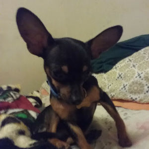 Meet your Posher, E.